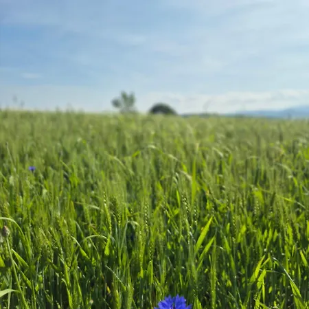 W Sercu Kamiennej Gory アパート *