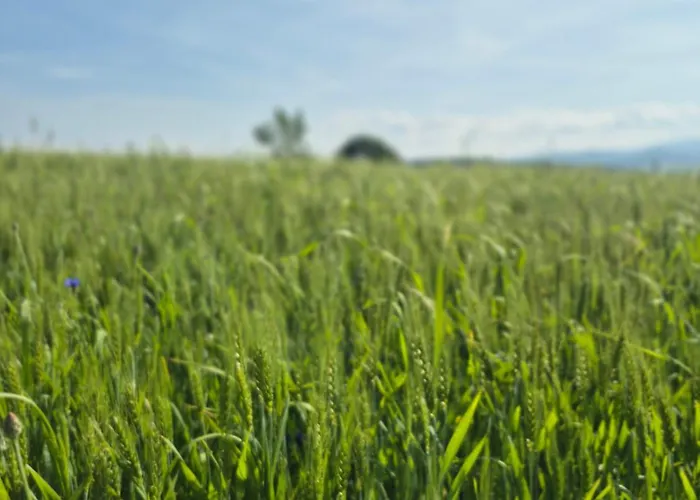 W Sercu Kamiennej Gory Apartment *
